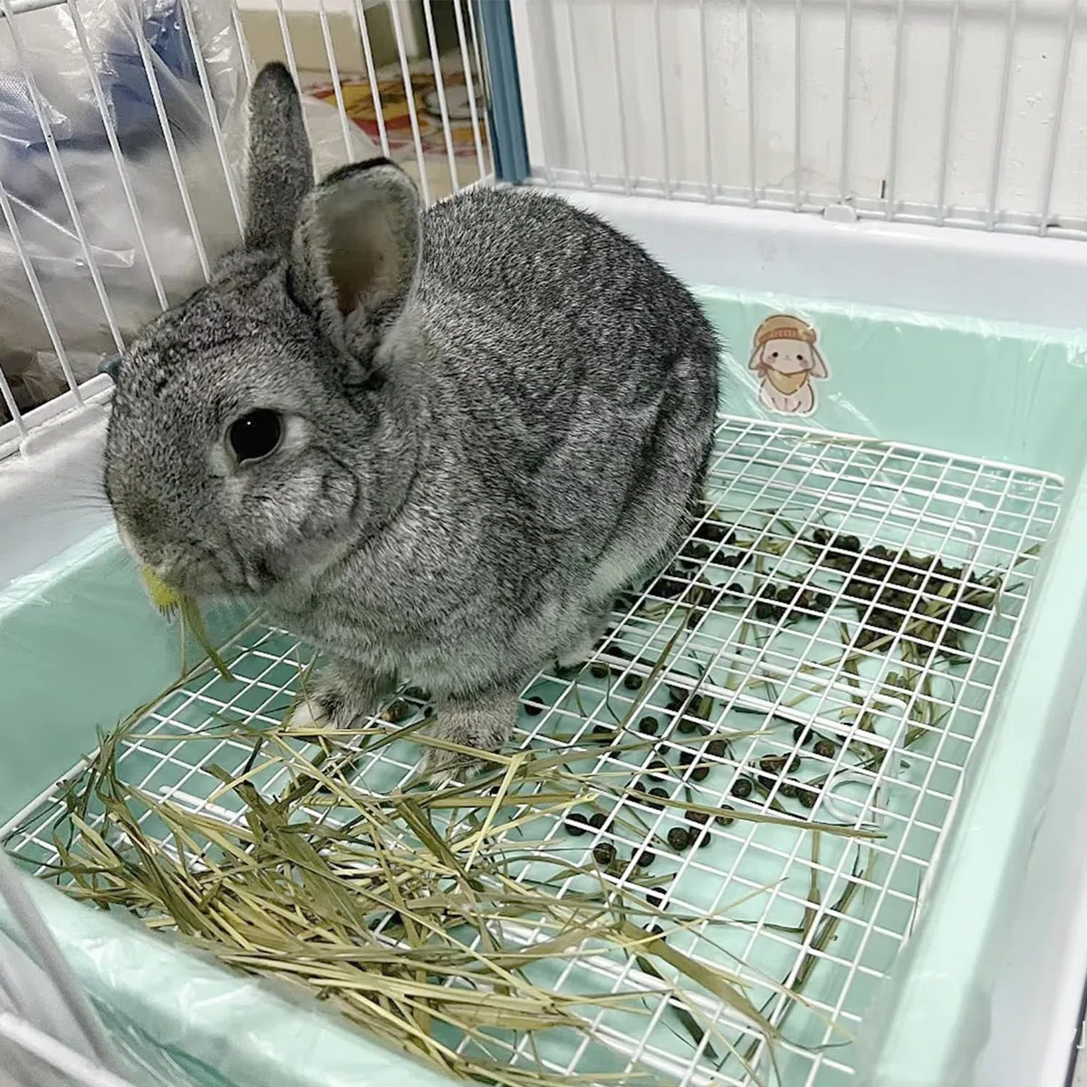 Verbesserte große und mittlere Katzentoilette für Kaninchen und Meerschweinchen, ideal für Kaninchen, Frettchen und kleine Haustiere, hohe Kapazität, Käfig-WC-WC-WC-Wanne mit erhöhtem Gitter und