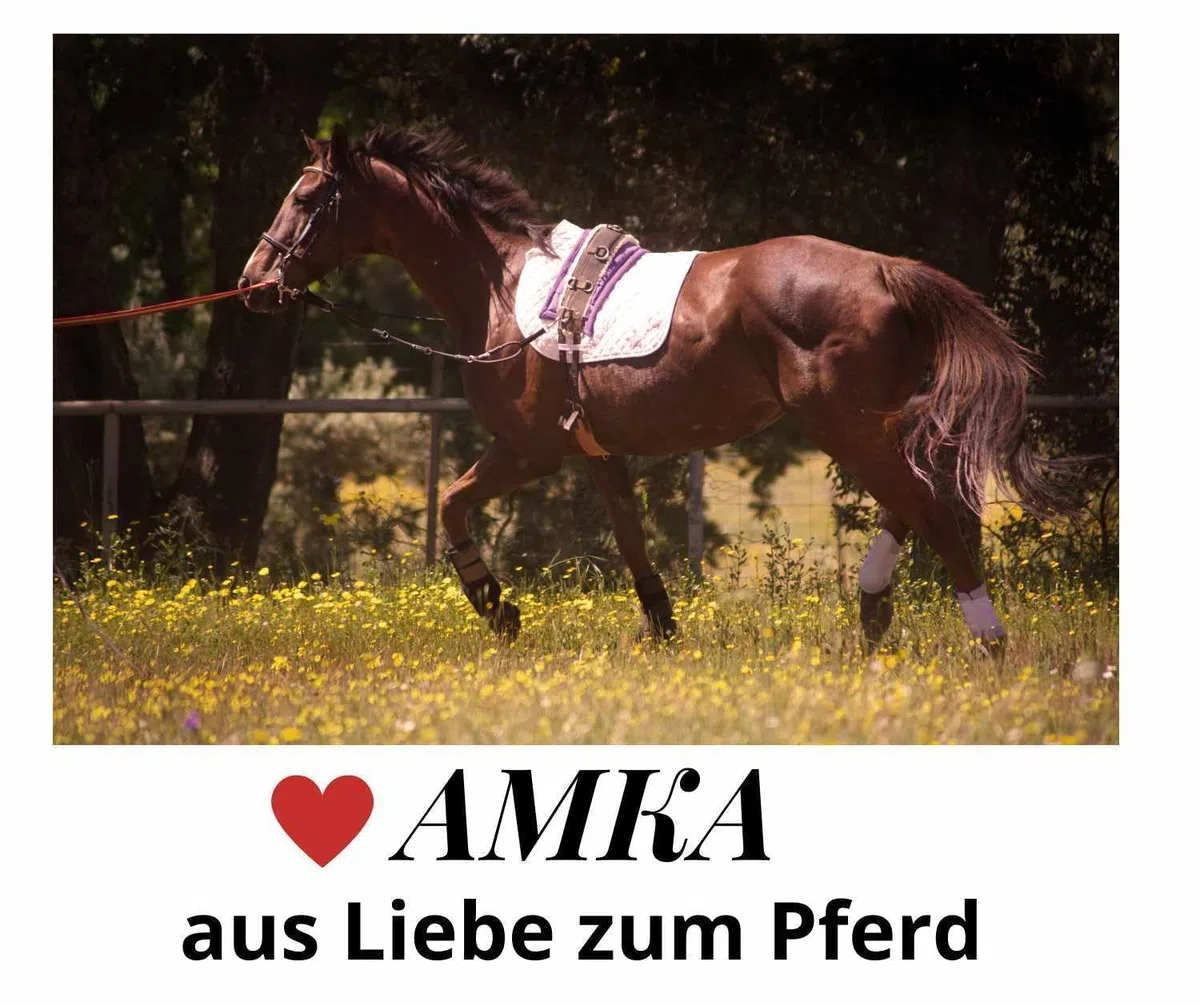AMKA Pro Longiergurt aus Leder mit 13 Ringen auch für Doppellonge Arbeit geeignet Warmblut