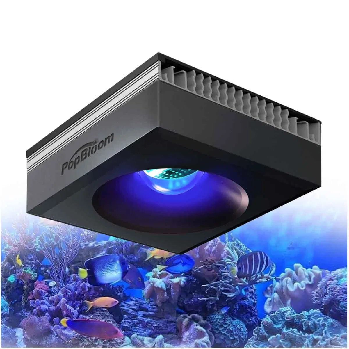 PopBloom RL90 WiFi Led Aquarium Beleuchtung 100W, Meerwasser Aquarium Led volles Spectrum Aquarium Lampe für Reef Coral SPS/LPS Fischaquarium,APP unterstützt Deutsch (1 Lampe mit Aufhängung)