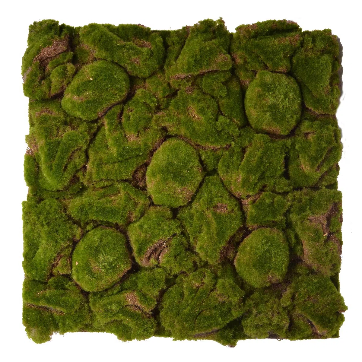 REPITERRA Terrarium Rückwände unterschiedliche Design Moos klein