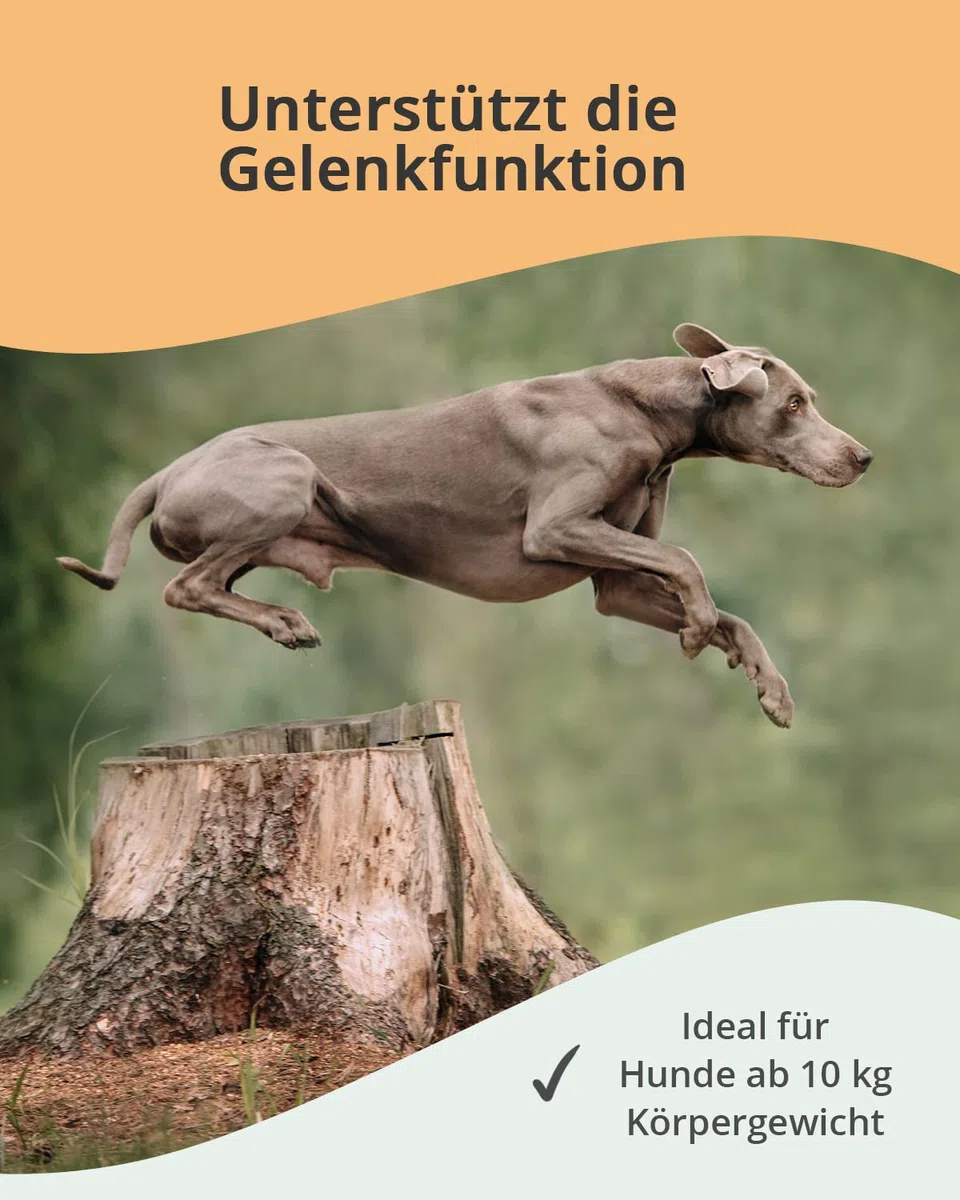 Vetoquinol Caniviton Plus Maxi | 90 Chews | Ergänzungsfuttermittel für Hunde | Kann unterstützend wirken in der Gelenkgesundheit | Enthält Glucosamin und Chondroitinsulfat