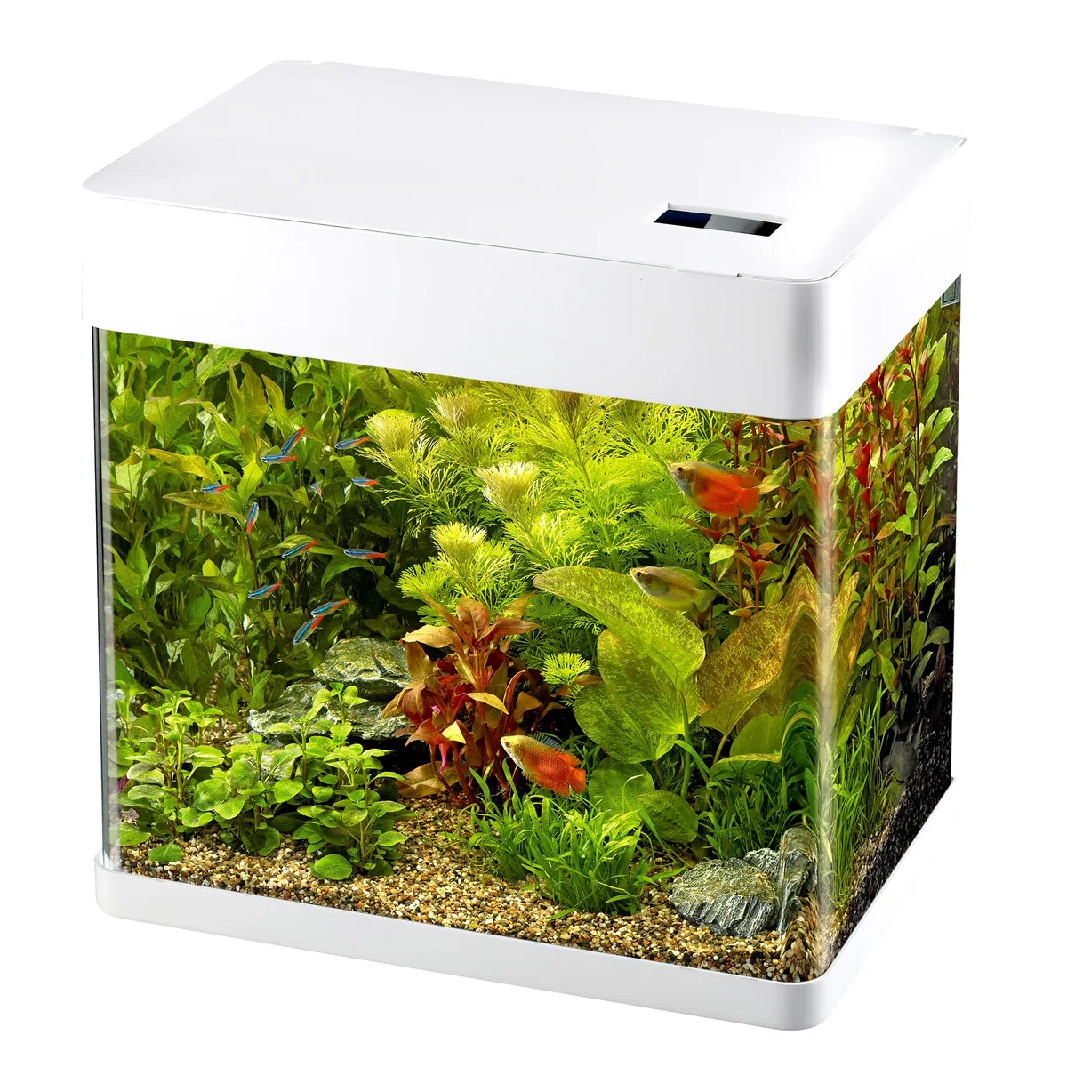 Superfish Panorama 35 LED Aquarium - 35 L - Wit - 38 x 26.5 x 39.5 cm