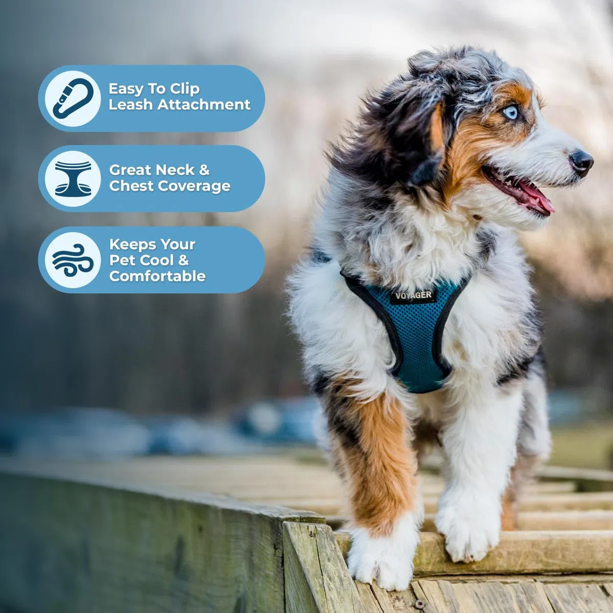 Voyager Step-In Lock Hundegeschirr und reflektierende Hundeleine, Kombi-Set mit Neoprengriff, 1.5 m lang, unterstützt Welpen/Katzen kleine, türkis-schwarzer Rand (mit Leine), XL