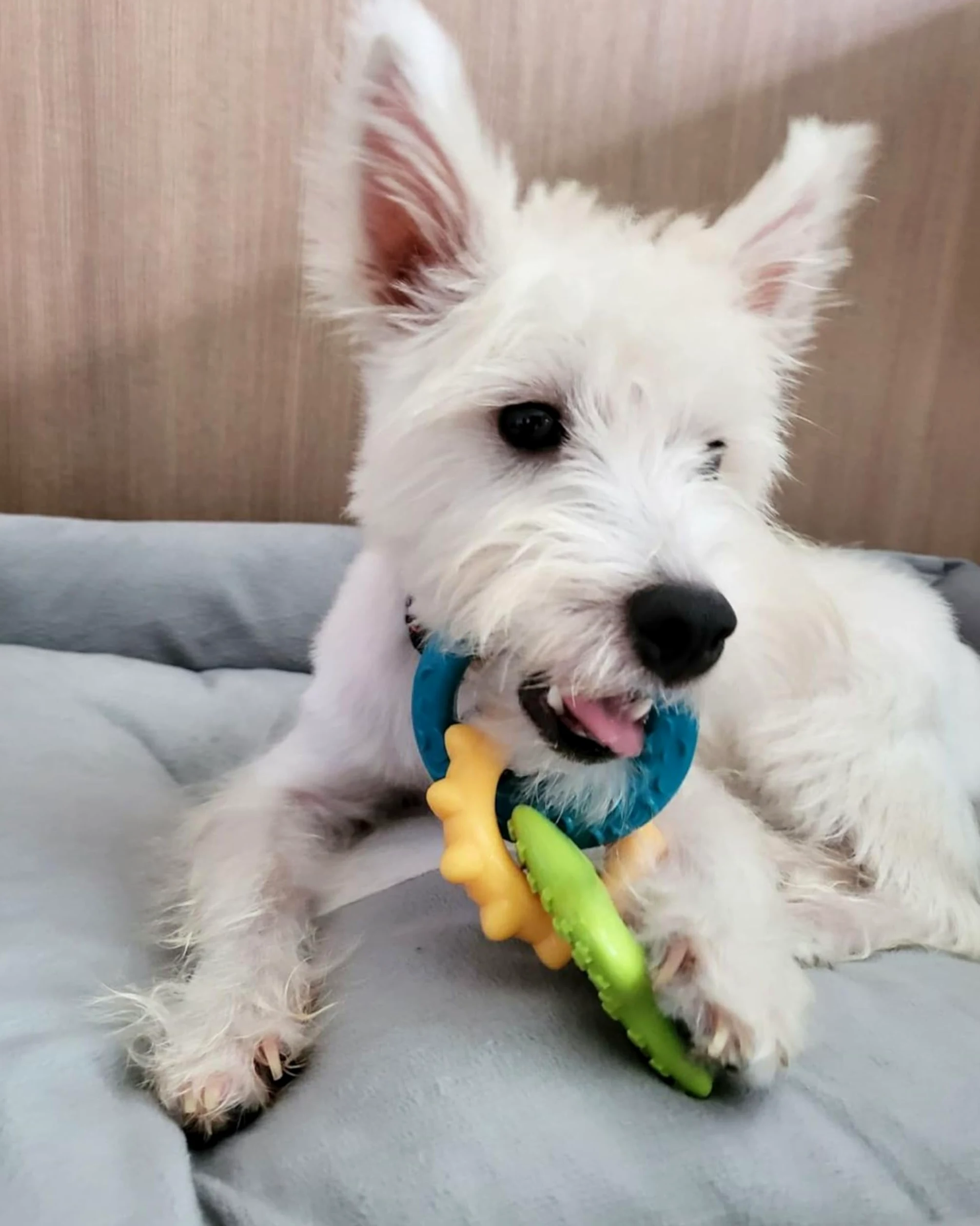 Nylabone Kauspielzeug für Welpen Starter Packungen Puppy Chew Spielzeug