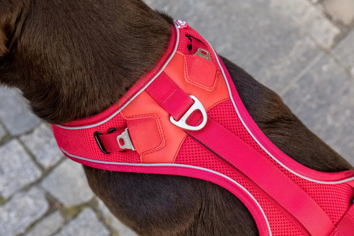 Belka Harness Brown S