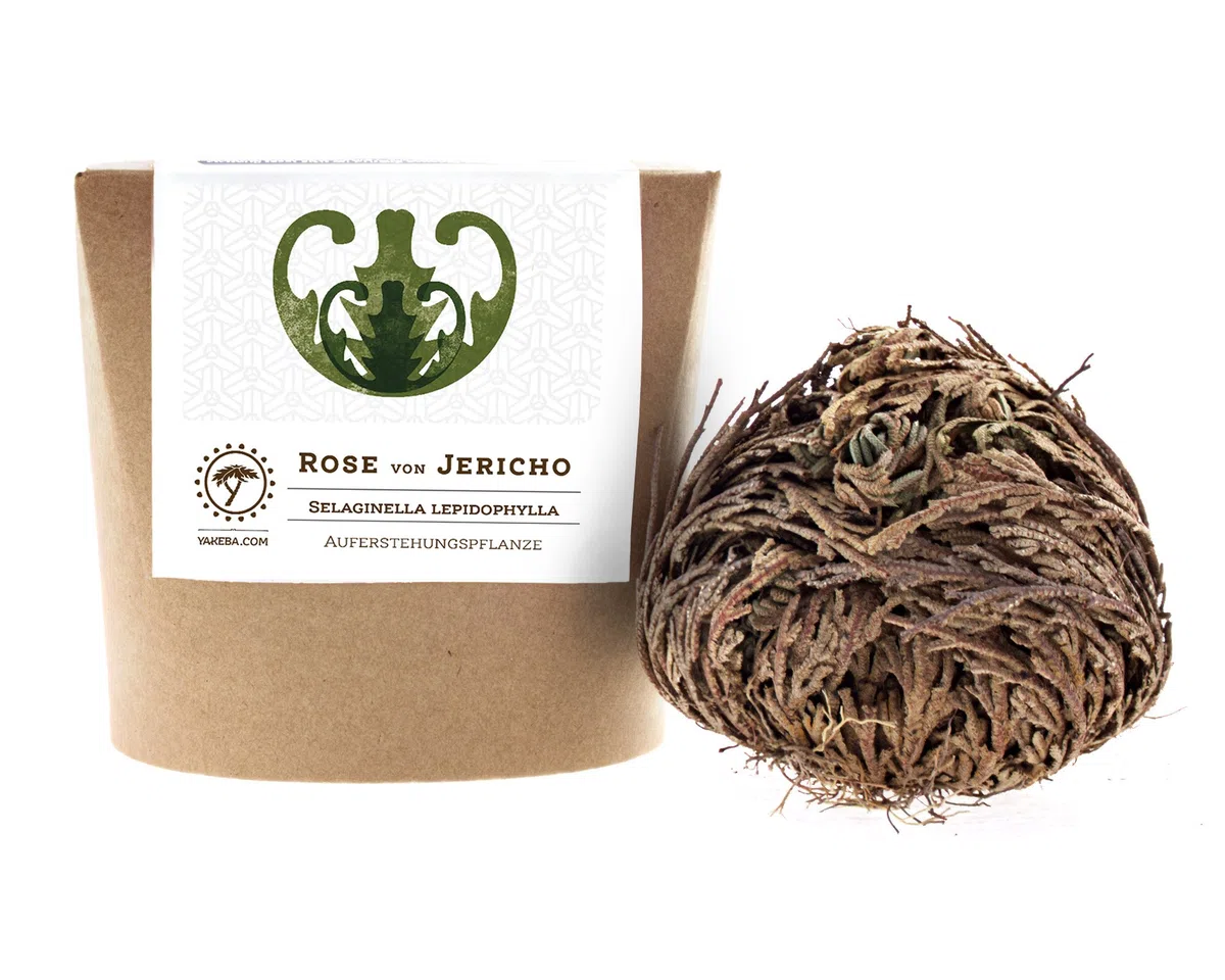 10 x Rose von Jericho | Klein | Geschenkkarton | Perfekte Indoor Pflanze als Deko oder als Mini Terrarium/Flaschengarten Zubehör | Neben Moss oder Steinpflanzen