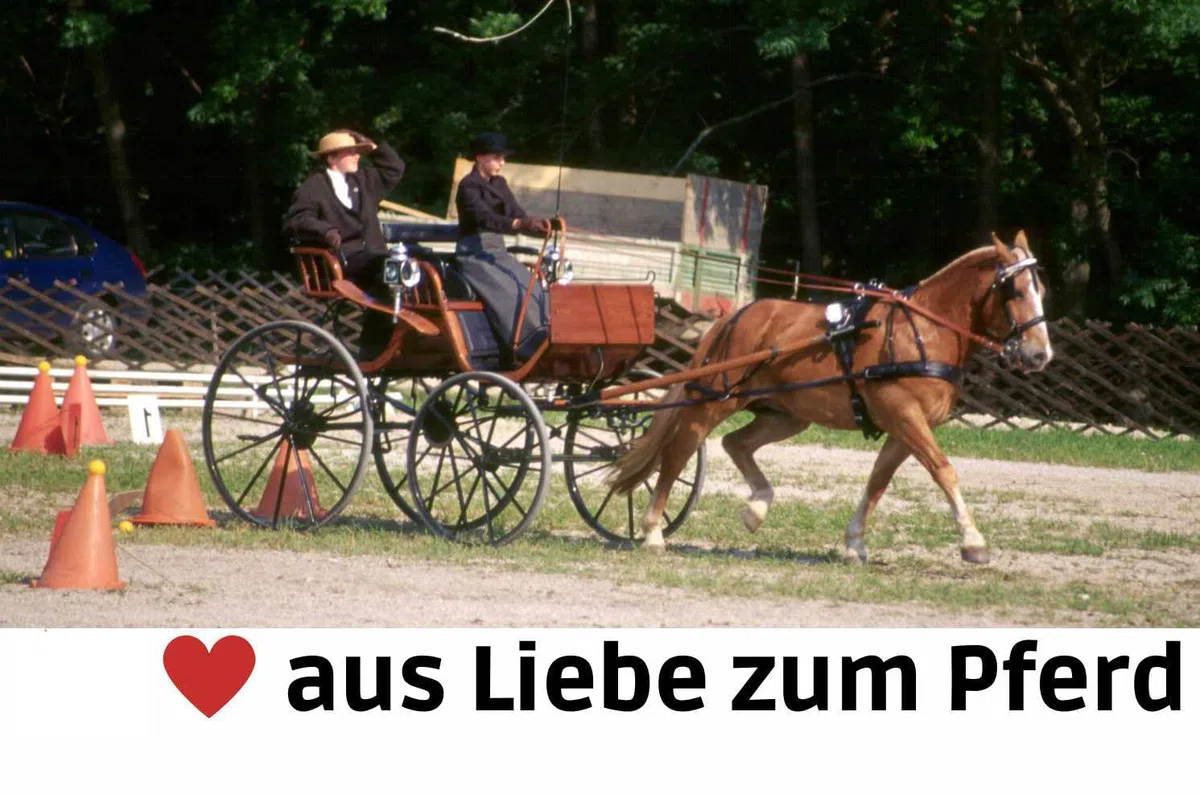 Postkandare Stange feste Seitenteile Fahrsport Pferde Kutsche