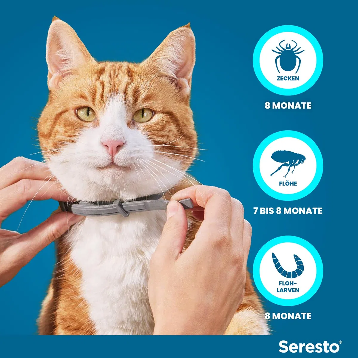 Seresto Zeckenhalsband Kombi-Set für kleine Hunde bis 8 kg & Katzen, 2 Halsbänder | Praktisches Set mit 1x für kleine Hunde bis 8kg & 1x für Katzen. Bis zu 8 Monate Schutz gegen Zecken und Flöhe