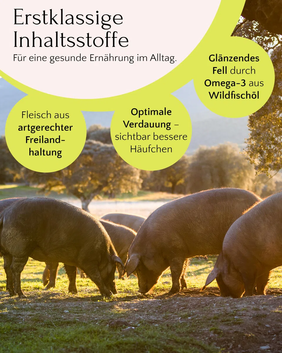 FAVLY – Freiland-Iberico Trockenfutter für Hunde 12kg – kaltgepresst & glutenfrei – mit Kürbis, Hanföl & Apfel – Monoprotein für Allergiker & Sensible Hunde – hoher Fleischanteil & ohne Zusätze