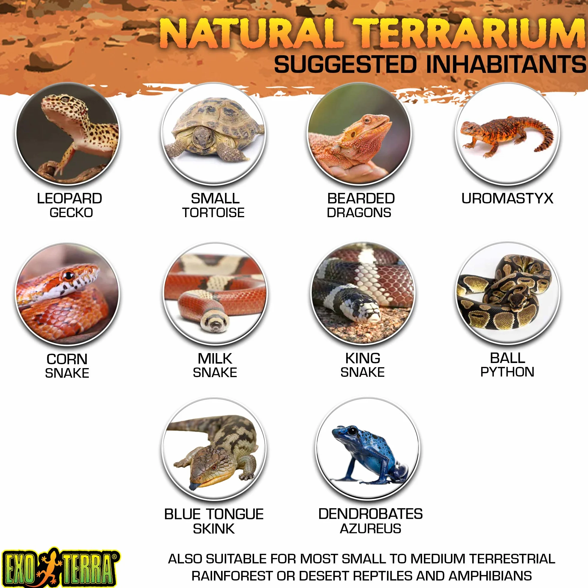 Exo Terra Natural Terrarium Nano Wide, Glasterrarium mit Steinmotivrückwand & Dual-Türsystem, ideal für Wirbellose & kleine Amphibien, 20 x 20 x 20 cm
