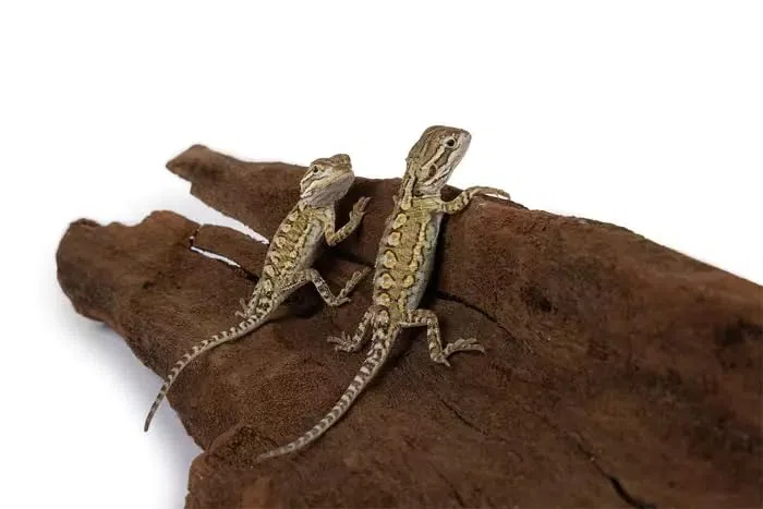 HAPPET Mangrovenwurzel XL Natürliche Dekoration für Aquarium & Terrarium, Fisch- & Reptilsicher ca. 100cm, Einzigartige Echtholzwurzel für Aquascaping & Terrariengestaltung, Haltbares Wurzelholz