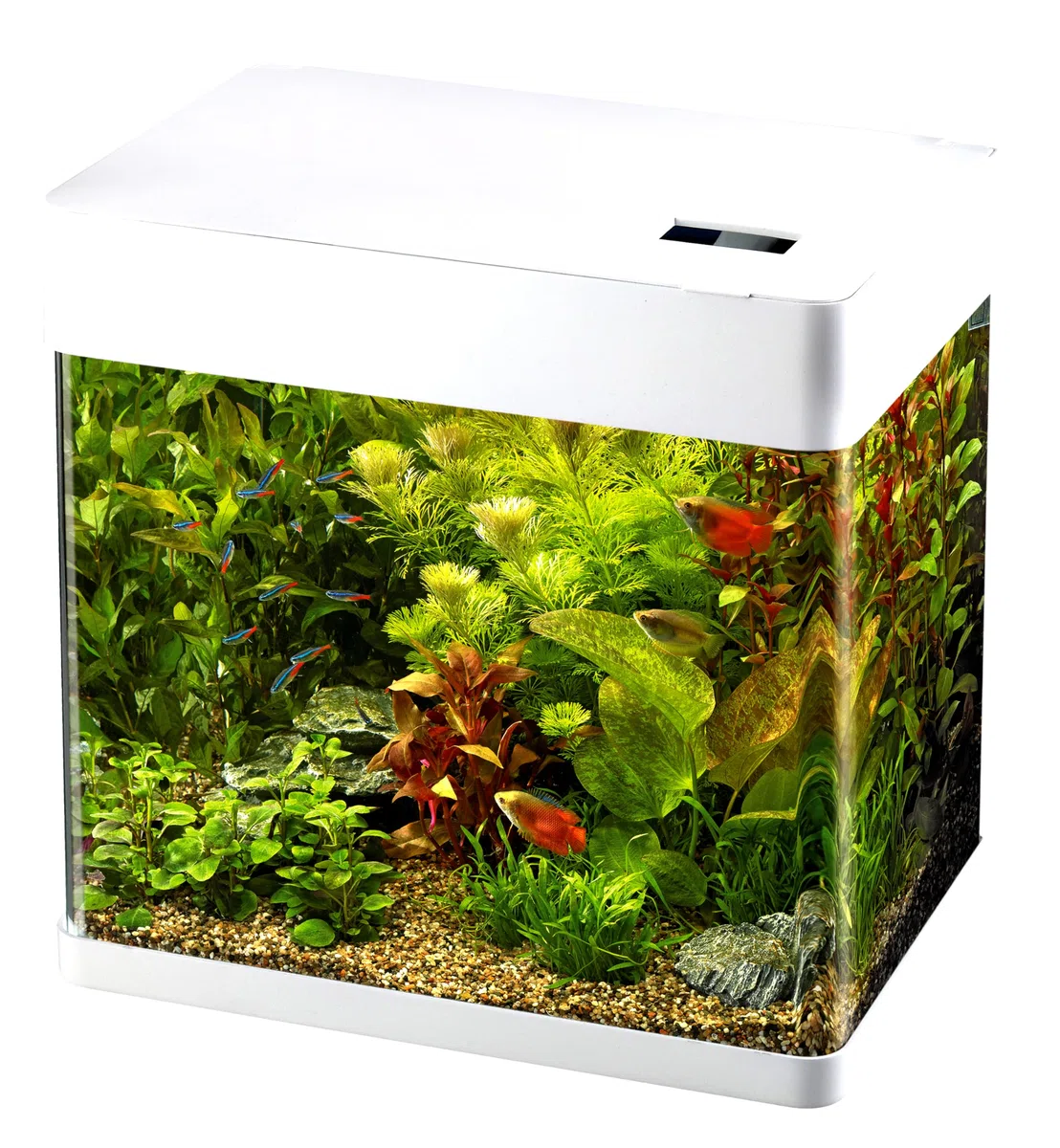Superfish Panorama Aquarium - 45.5x29.5x45.5 cm - 50L - Wit