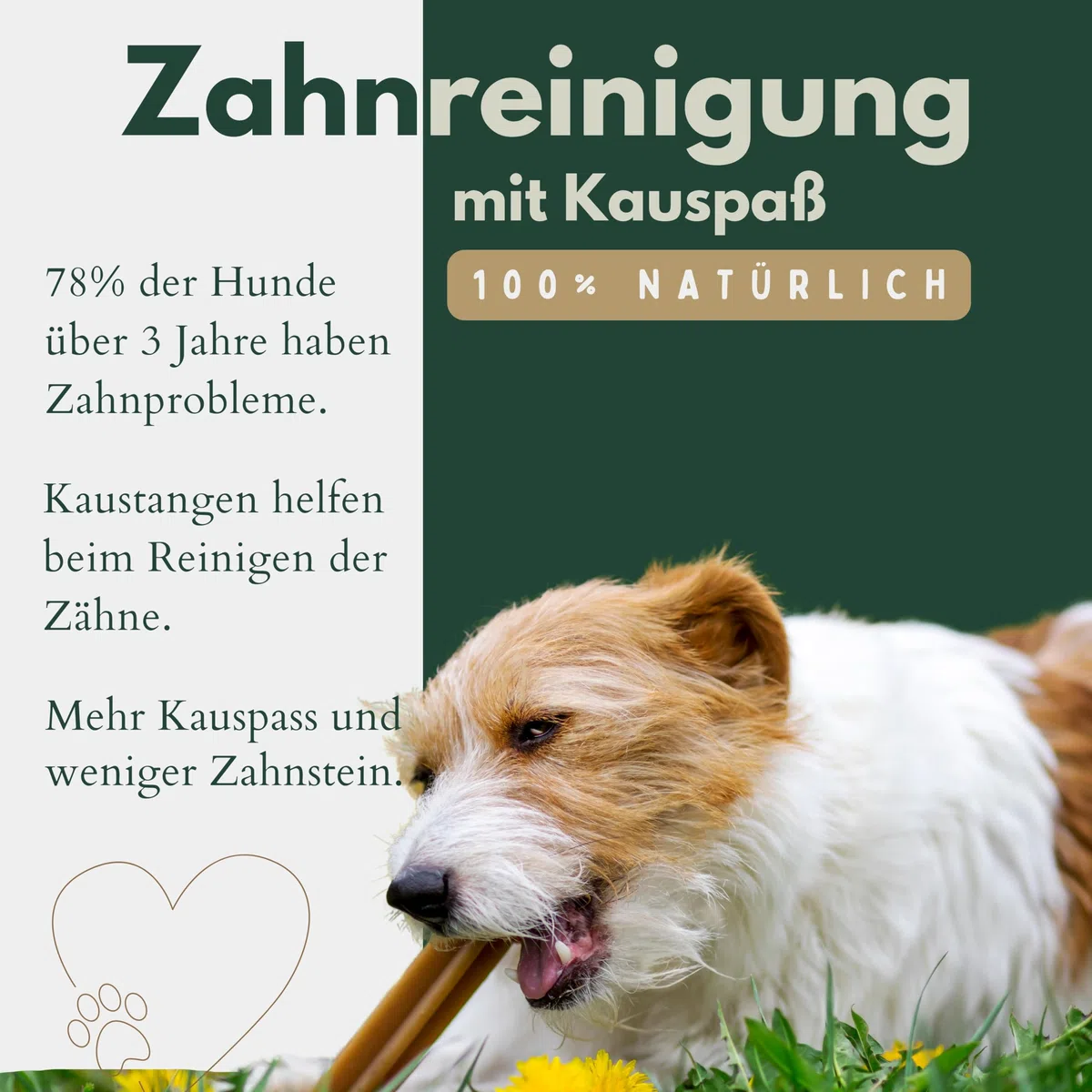 BREERs Getrocknete Rinderkopfhaut für Hunde 15cm, 5kg Belohnung-Snack Getreidefrei, Deutsche Herstellung, Leckerli Kauartikel Große Hunde