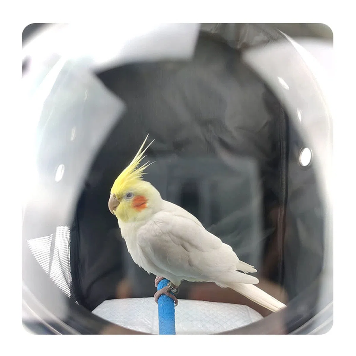 Pet Products Space Capsule Rucksack-Tragetasche – Leichter, transparenter Vogelkäfig für Reisen mit Bubble Dome, ideal für Papageien, Katzen, Hunde und Kleintiere.