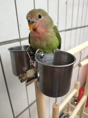 Liudan Papageispielstände mit Tasse Toys Tablett Vogel Swing Klettern Hängende Leiterbrücke Holz Cashatiel Spielplatz Vogelperches