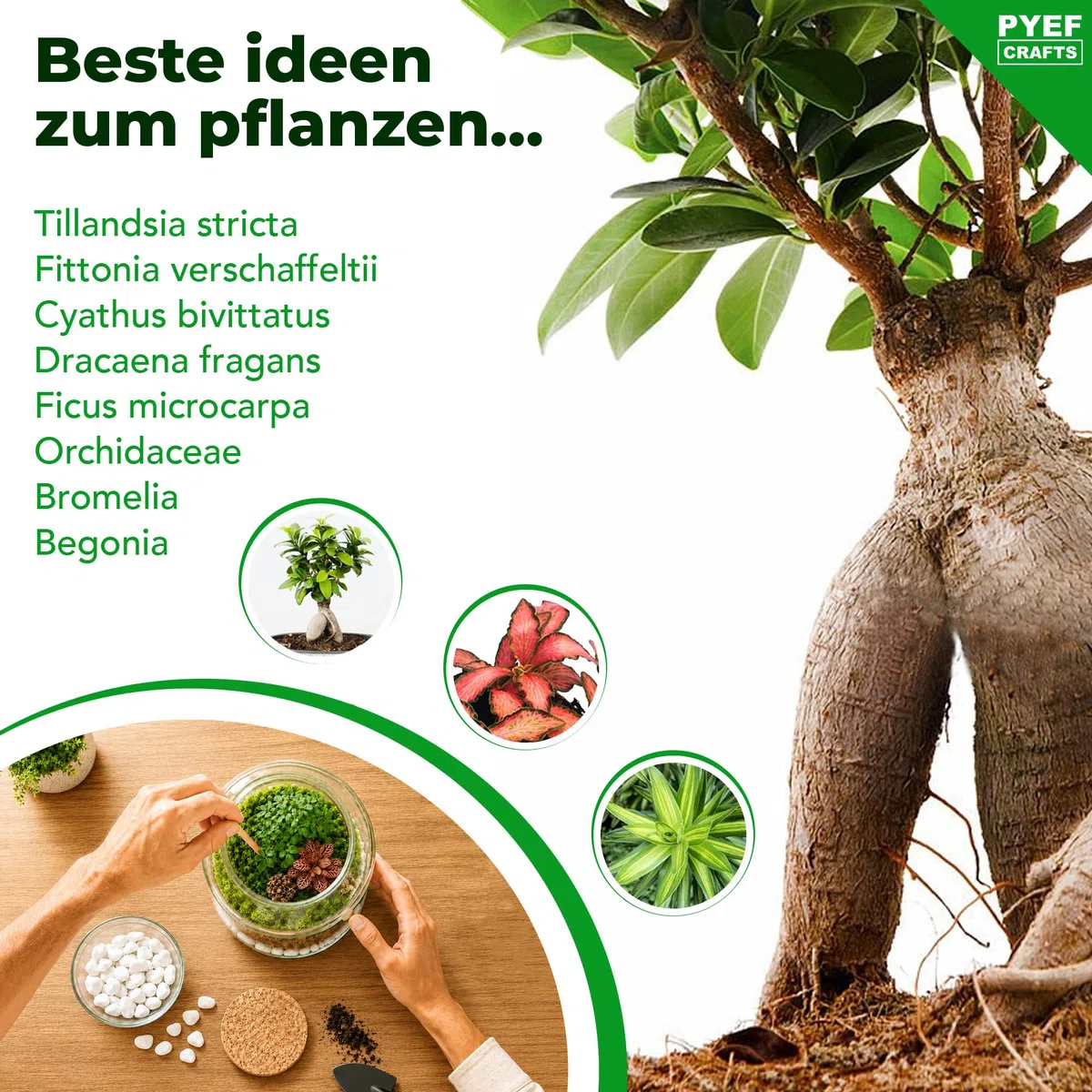 Flaschengarten Komplettset XL für Ökosystem im Glas - 4L Terrarium Pflanzen für Biotop Im Glas - Biosphäre Terrarium Set - Kit Ohne Pflanze (Flaschengarten Groß 4L)