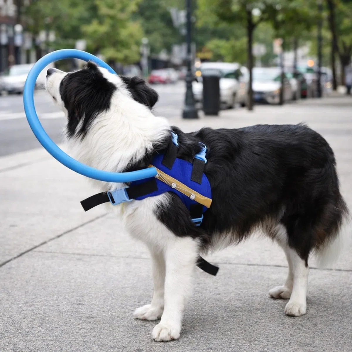 Kollisionsring für Blinde Hunde, XS, 27 x 27 x 4 cm, Sicherheits Halo für kleine Hunde, Leichter Schutzring für den Alltag, beeinträchtigt Fressen und Schlafen Nicht, Doppelverschluss, blau