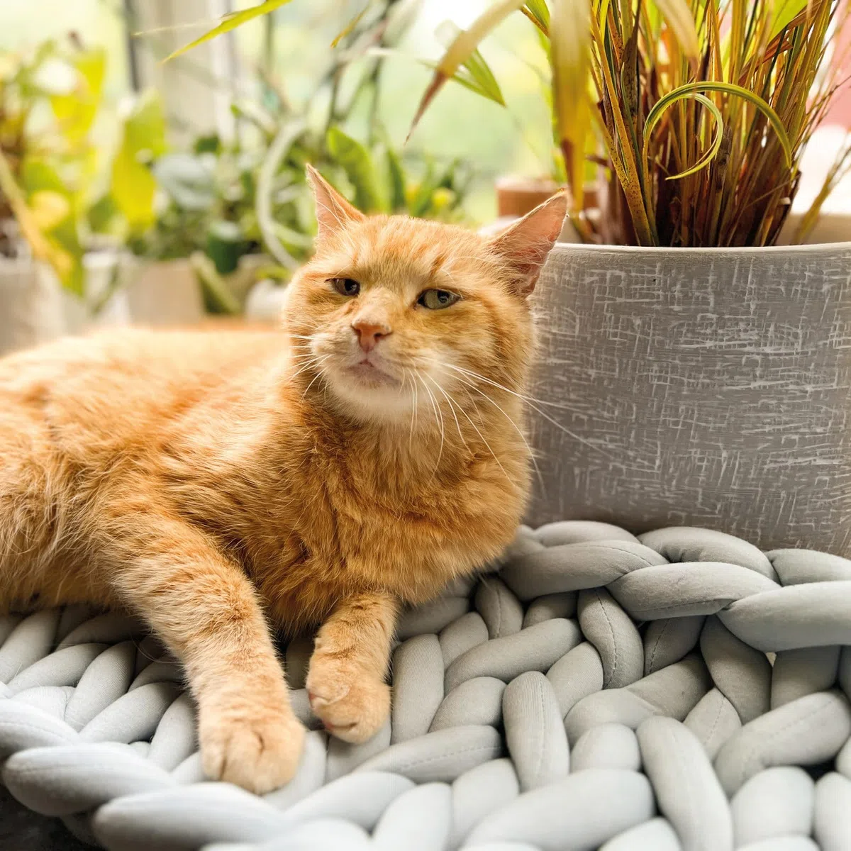 Aumüller Katzenkorb und Fensterbankliege Grobstrick - Schlafplatz für Katzen, Grau