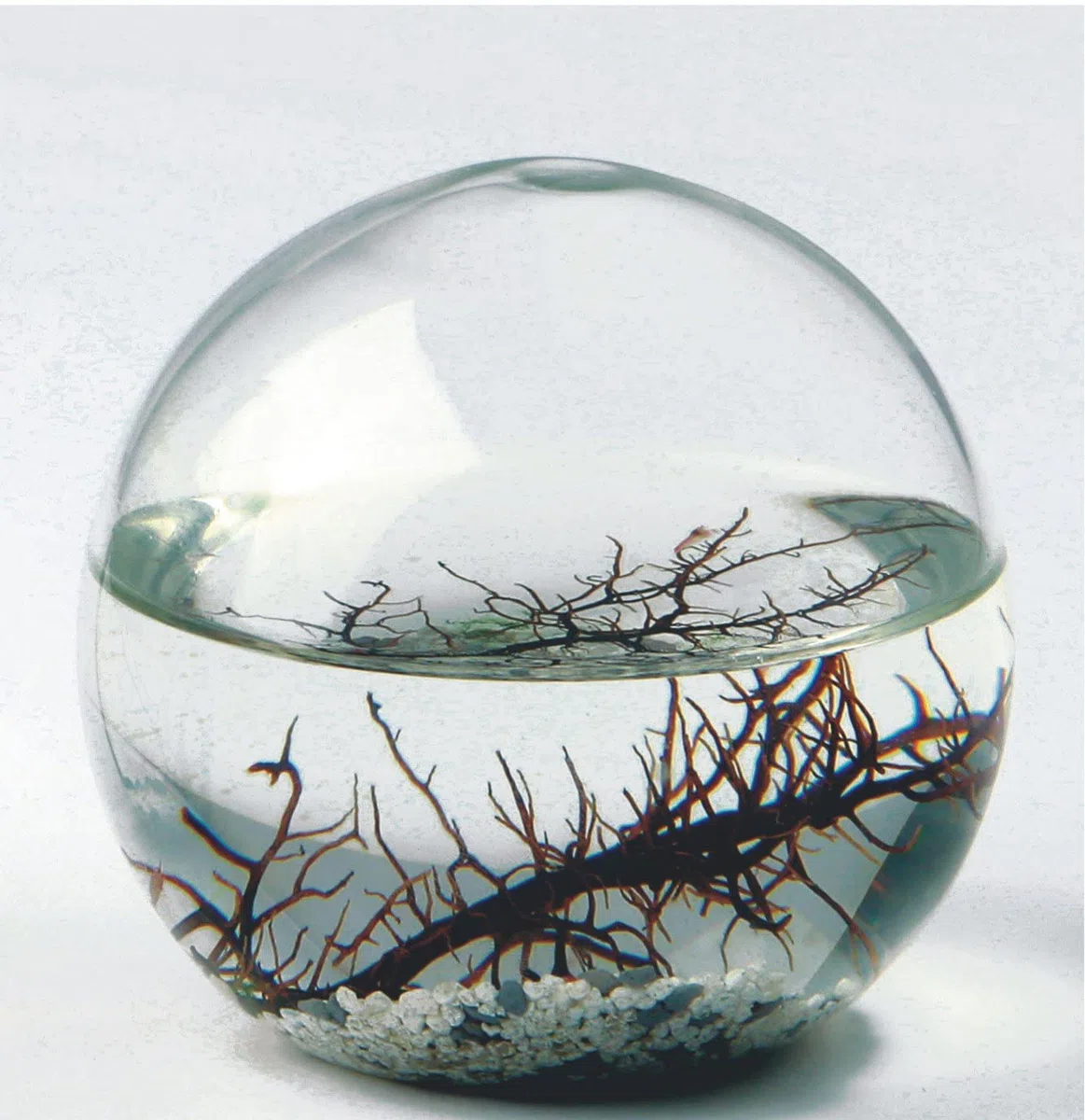 EcoSphere - Miniaquarium aus der NASA Weltraumforschung - handgefertigtes, geschlossenes Ökosystem mit Garnelen - Made in Germany (10cm Kugel)