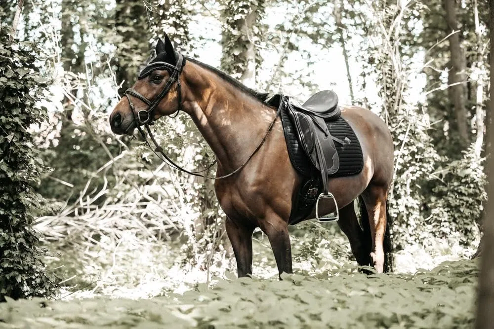 Kentucky - Schabracke Pearls Dressur schwarz