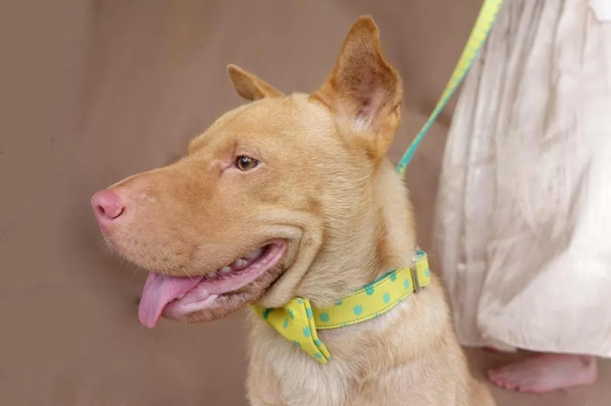 grüne personalisierte Hundehalsbänder handgemachtes Halsband 5 Größen Hundehalsband-Fliege Halsband Leine-M