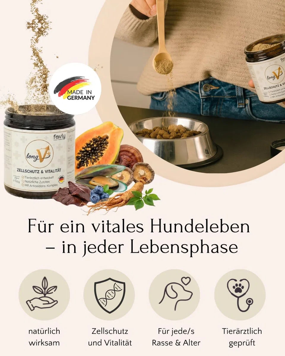 LongV+ – Zellschutz & Vitalität für Hunde – tierärztlich entwickelt – Grünlippmuschel, MSM, Vitalpilze & Antioxidantien – Getreide- & glutenfreies Pulver – 6er Set (6 x 100 g)