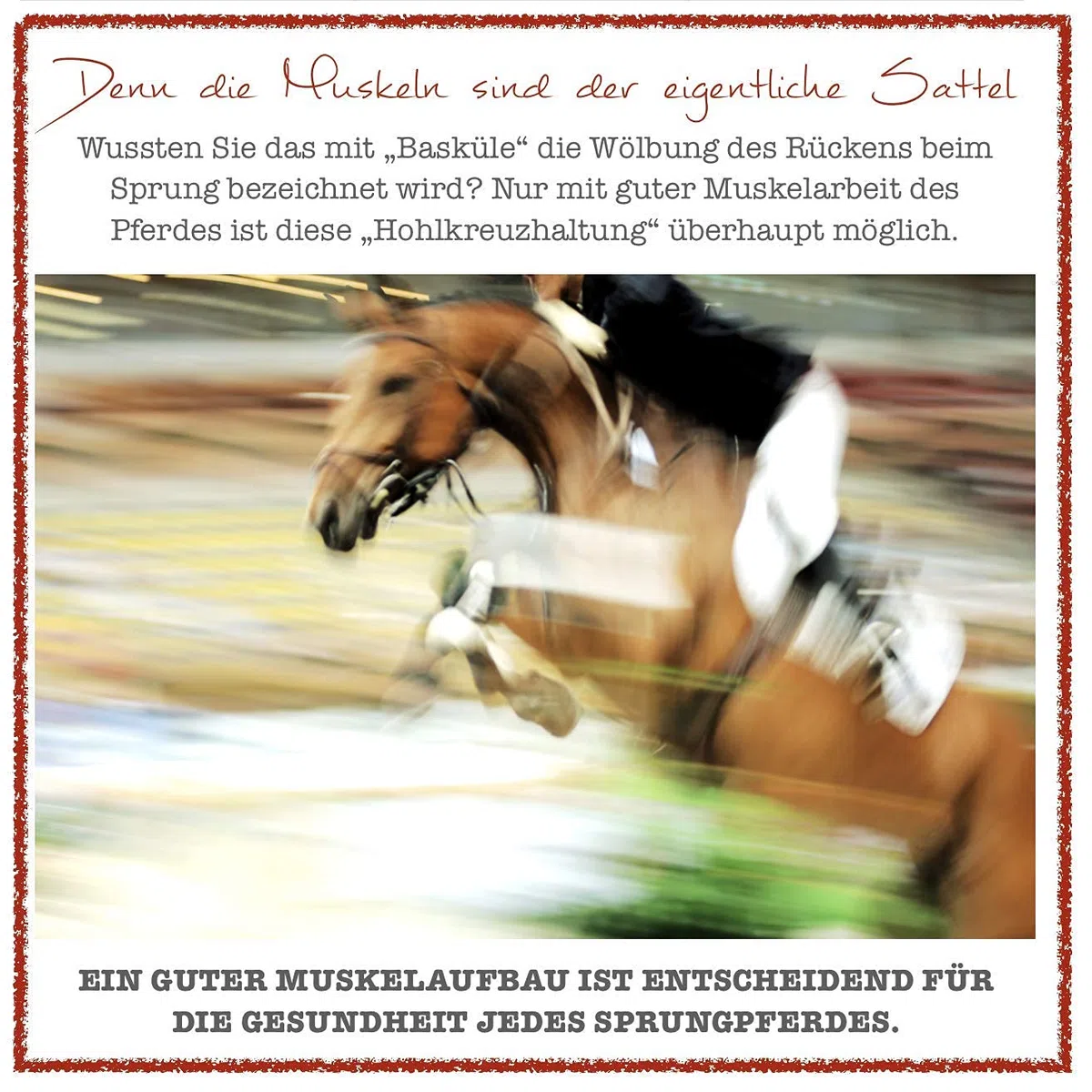 2 Dosen EquiMove Muscle Power Pellets | für Muskelaufbau und besseres Training | auch bei Problemen der Muskulatur | mit Spirulina, Chlorella, Gamma-Oryzanol, Aminosäuren, Vitaminen