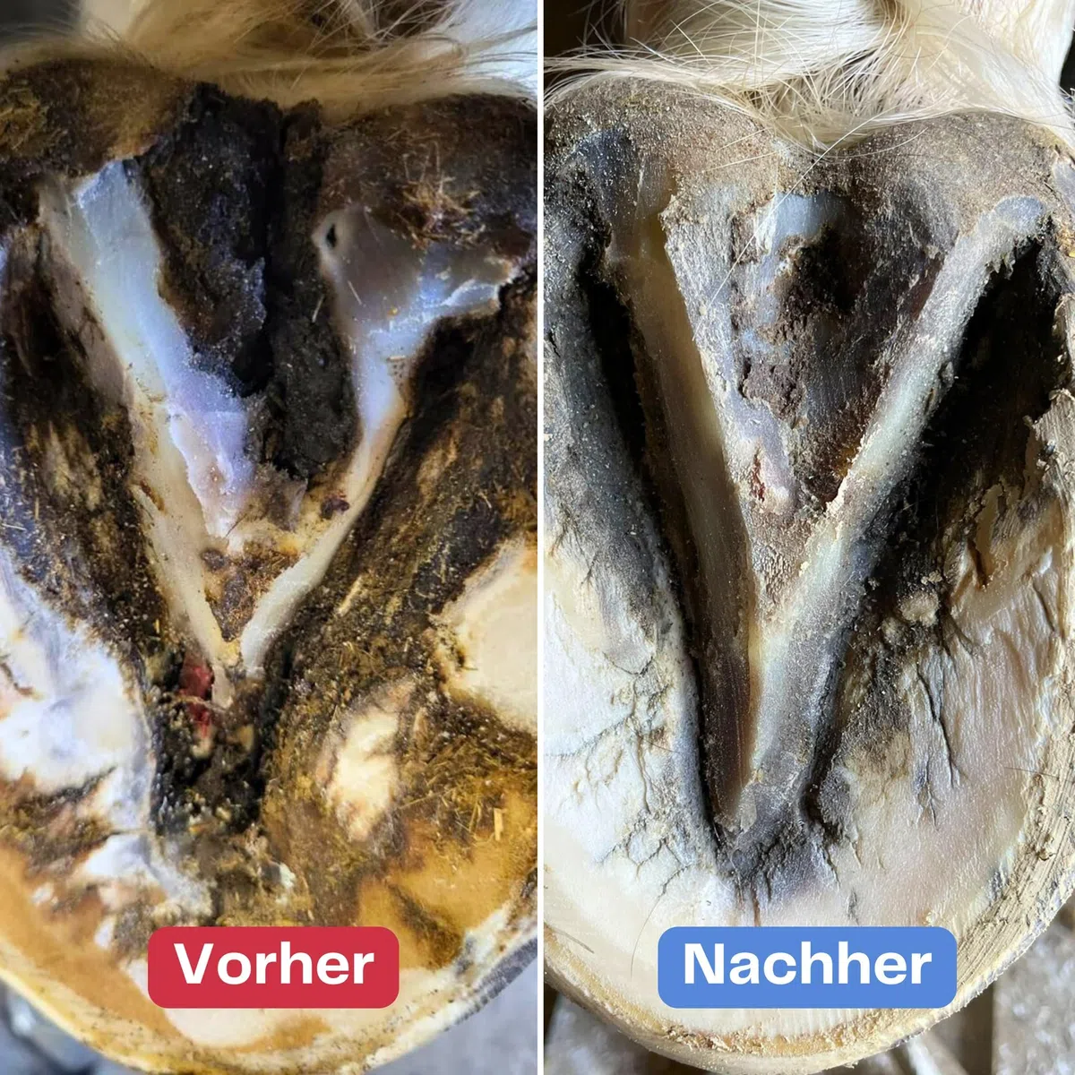 Strahlfoili Hufpflegeprodukt, für Strahlfäule und Hufrisse, mit Kaolinit und Eukalyptusöl, 1kg