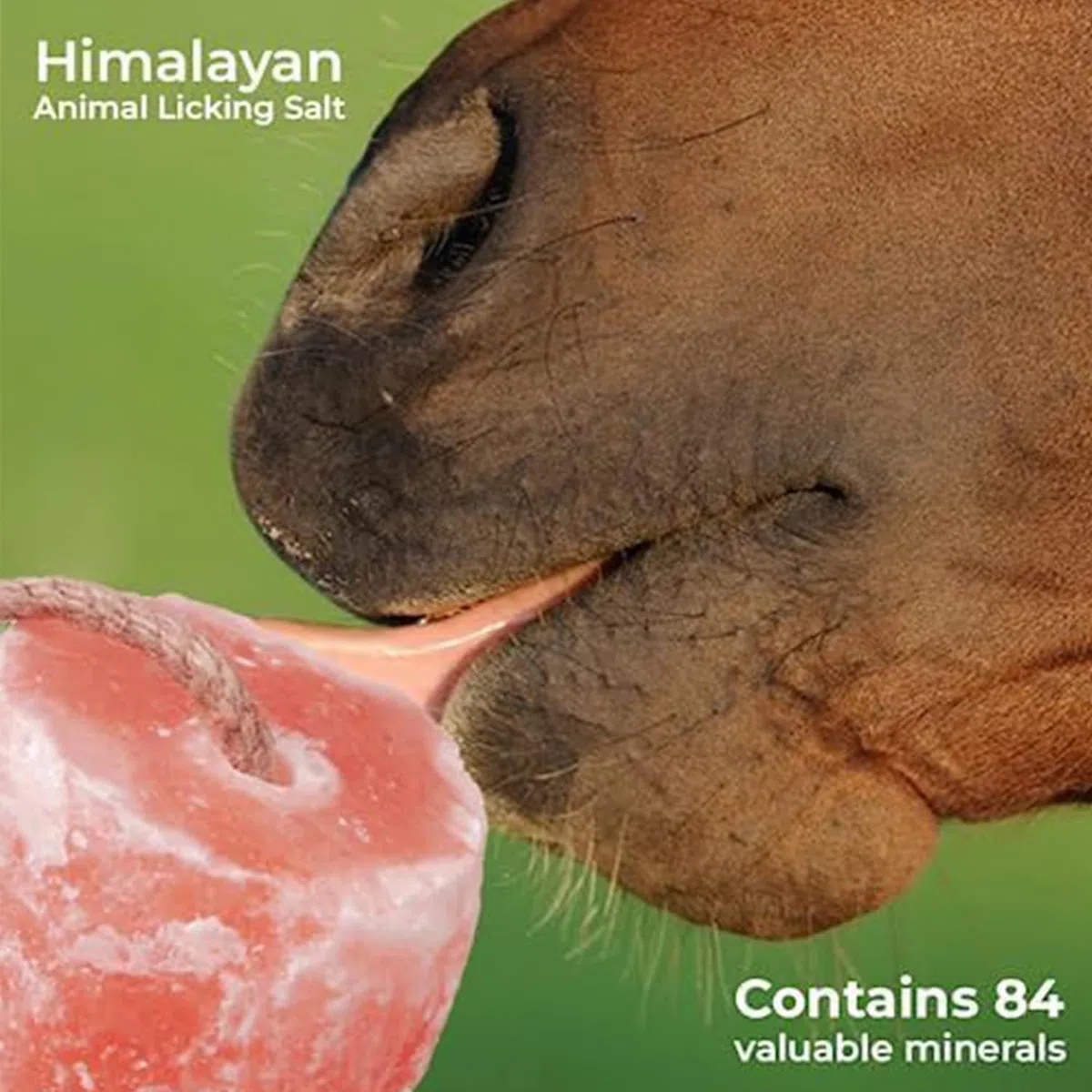Himalaya-Salz-Leck für Pferde, Nutztiere - (1,4-1,8 kg) natürlicher Mineralsalzblock für Ziegen, Rinder & Hirsche mit Seil zum Aufhängen, witterungsbeständig und toll für die liebe Jagd (1 Stück)