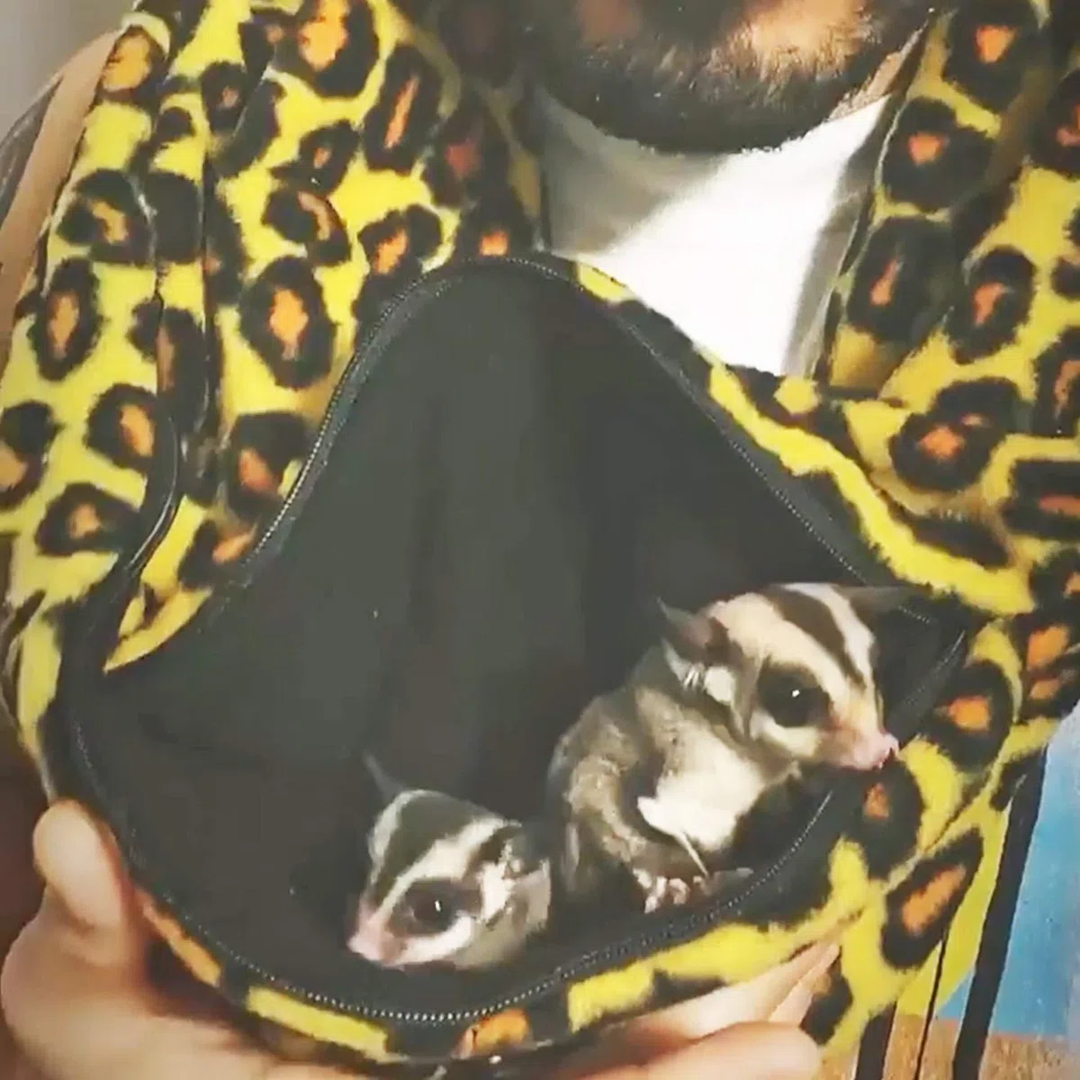 Pet Bonding Schal (Schlange) – Tragetasche für Chinchillas, Igel, Ratten, Zuckergleiter, Meerschweinchen, Kaninchen, Hamster, Rennmäuse, Eichhörnchen, Frettchen, Kätzchen, Papageien, Vögel, Reptilien
