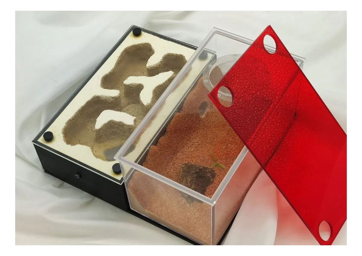Ameisenformikarium, Ameise. Nest Acrylglas Gips 3D flach Mehrfarbig(B)
