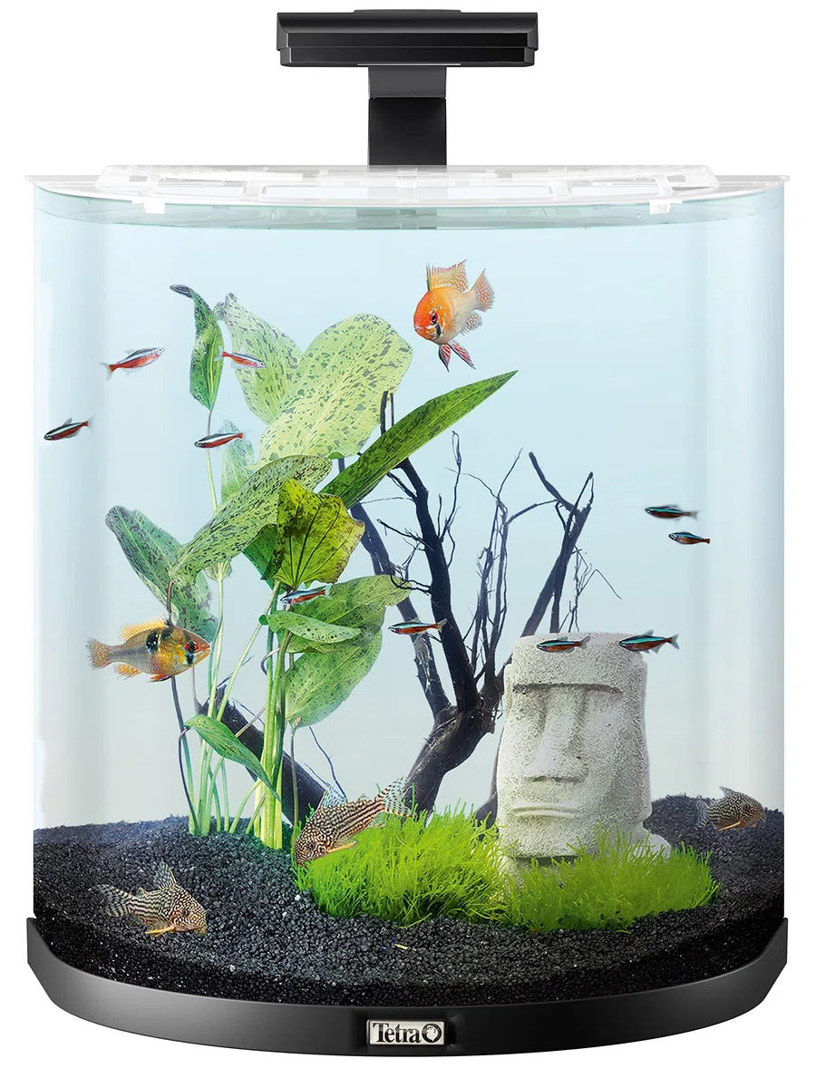 Tetra Explorer Line 60 L Aquarium Komplett-Set - Design Aquarium mit gebogener Frontscheibe, LED-Beleuchtung, Schwarz