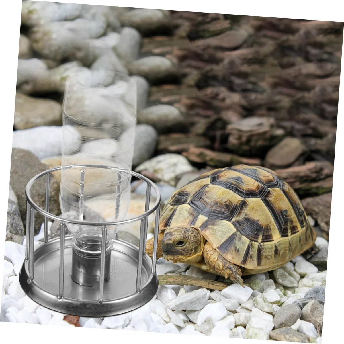 5stücke Reptilien Wasserspender Aus Edelstahl Mini Futterschale Für Schildkröten Langlebige Trink Und Futterschale Für Landschildkröten Und Sumpfschildkröten