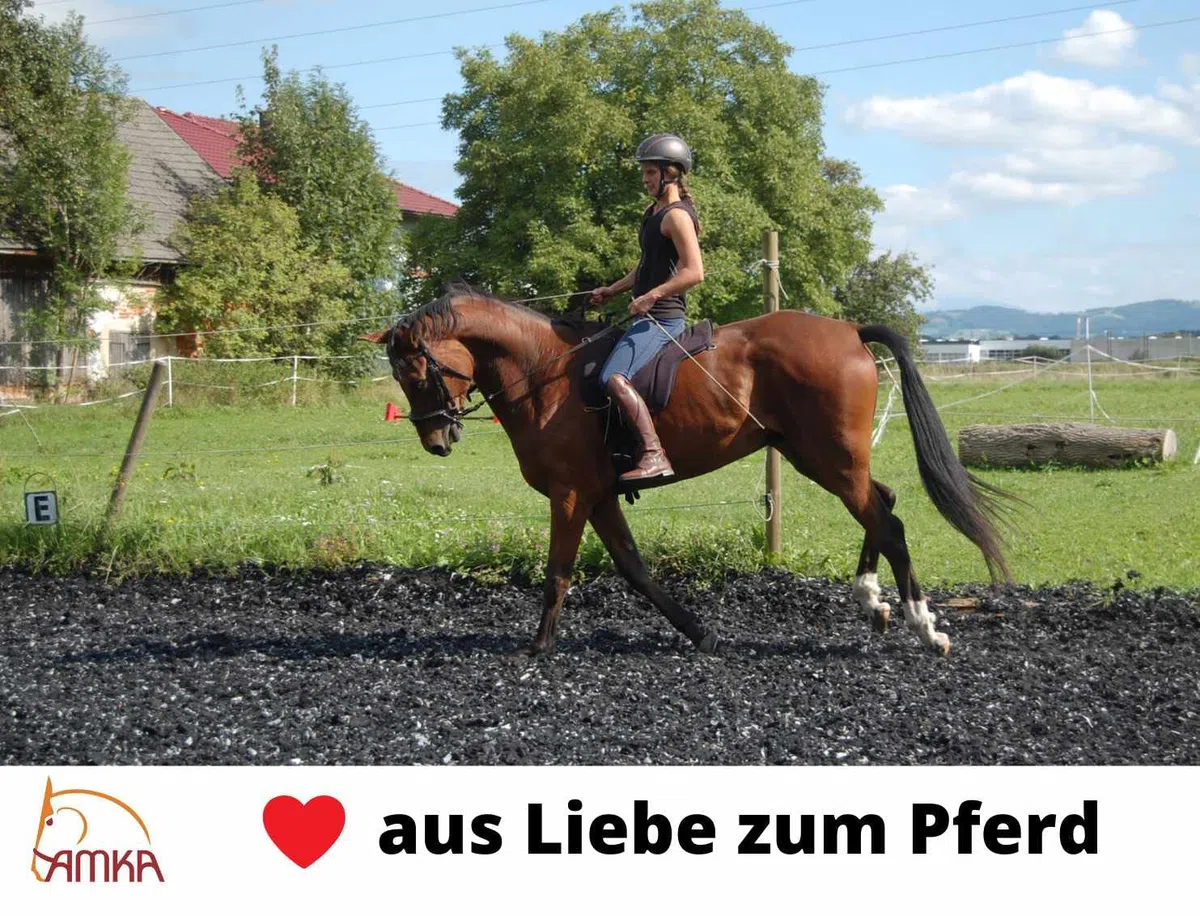 AMKA Reitpad Bareback Pad Freddie Reitkissen aus Wildleder baumlos