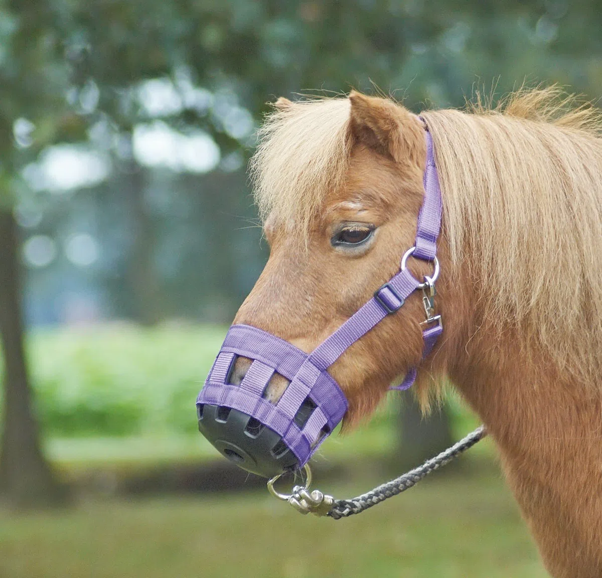 BUSSE Fressbremse Classic Royalblau Kaltblut Warmblut extra groß
