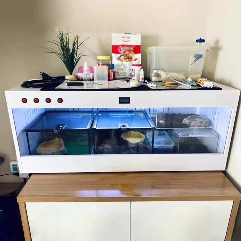 Glas-Terrarium-Tank für Reptilien-Lebensraum und Haustierfütterung – Panoramablick-Design