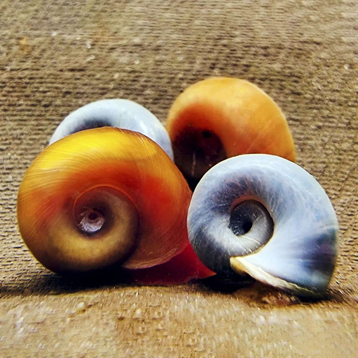 Calcium Snail Sticks - Futtersticks für Schnecken als Alleinfutter mit Kalzium und Vitaminen für kräftige Schneckenhäuser, 45g