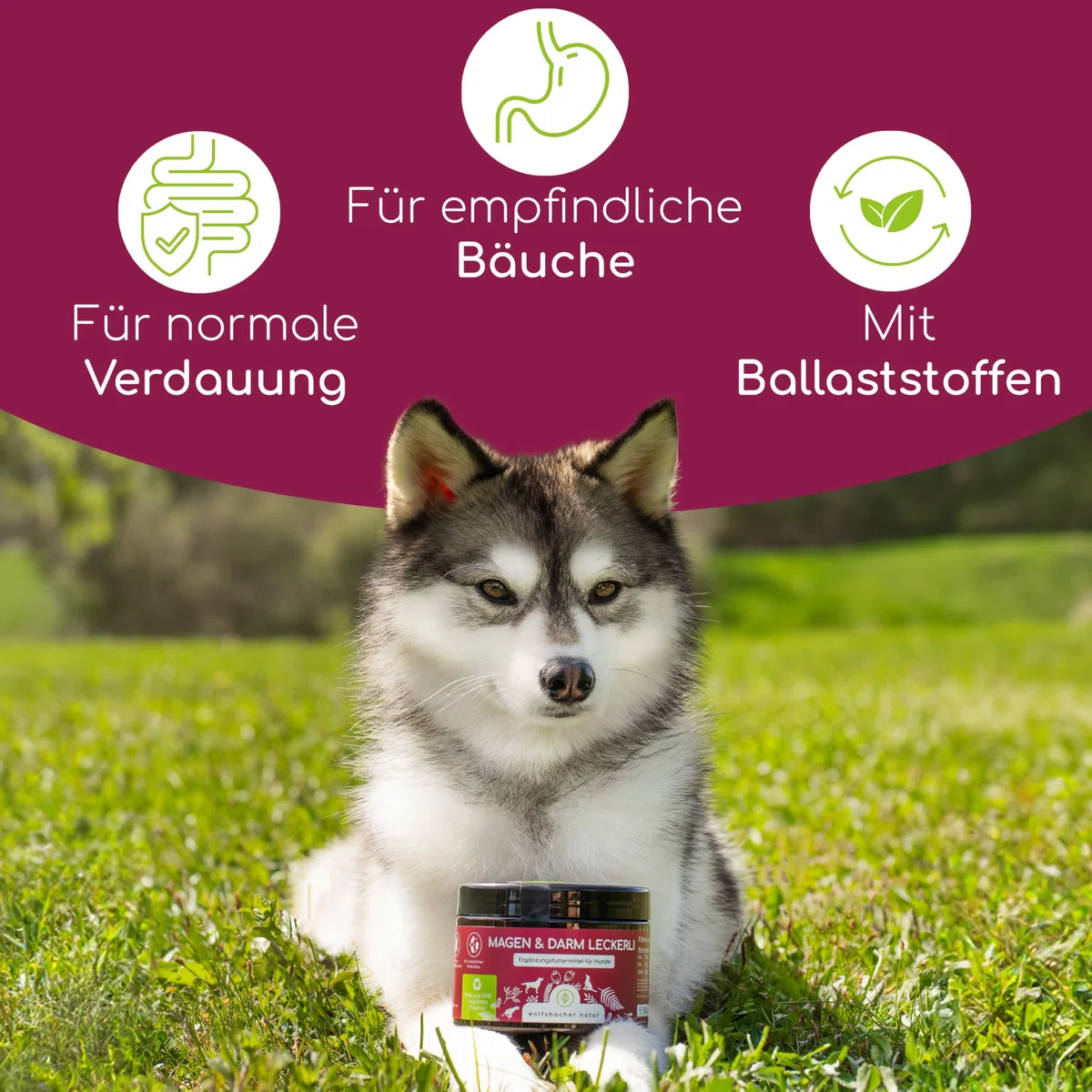 Verdauungs-Snack für Hunde | Magen & Darm Leckerli 4 x | Leckerlis mit präbiotischer Hefe & Kräutern | Rein natürlich, Unterstützt Darmflora & normalen KOT