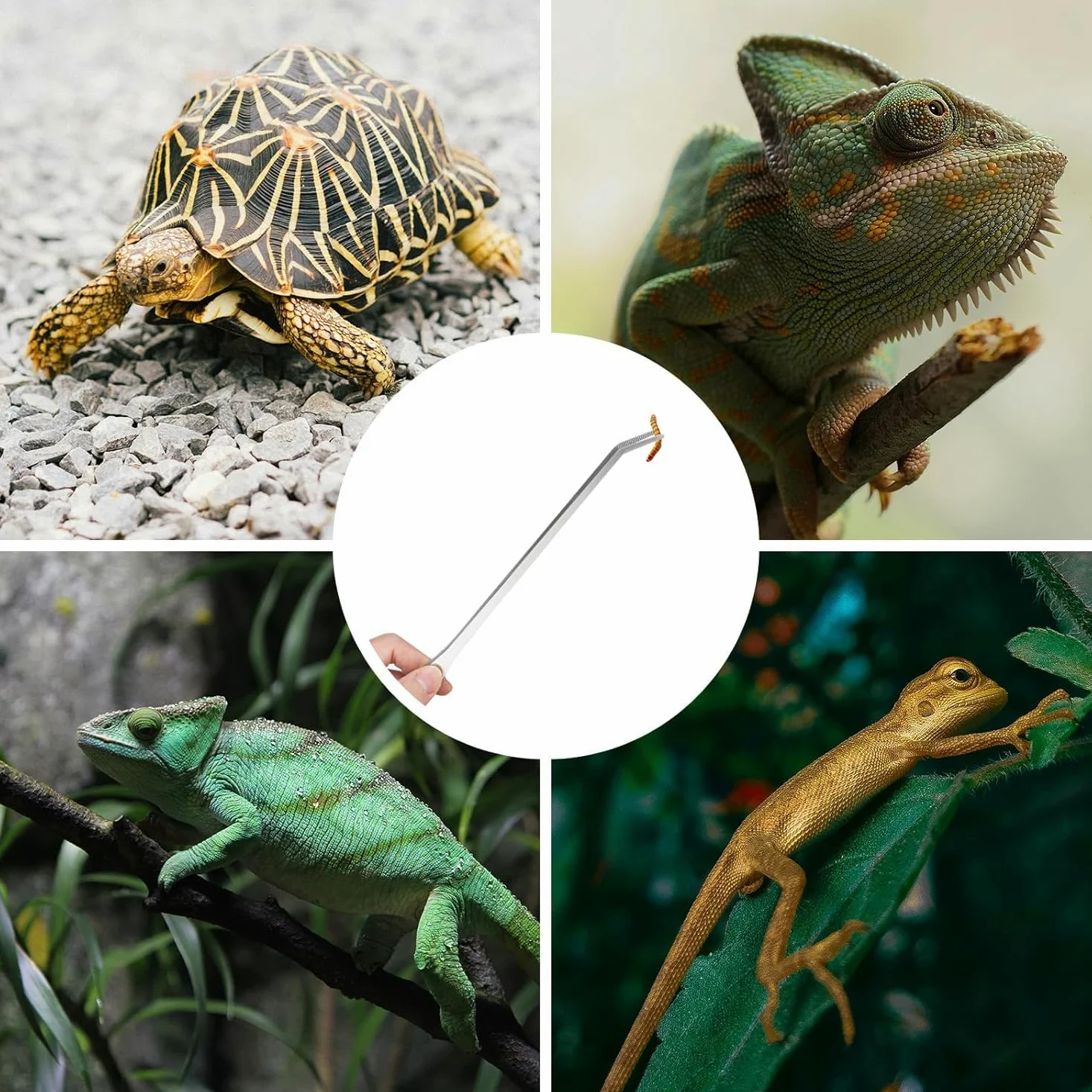Lange Aquarium-Pinzette – 27 cm gebogene Pinzette, Edelstahl, Reptilien-Futterzange, Terrarium, Aquascape Werkzeuge, Futterspender für Eidechsen, Bartagamen, Schlangenbecken, Aquarium-Zubehör, 2 Stück