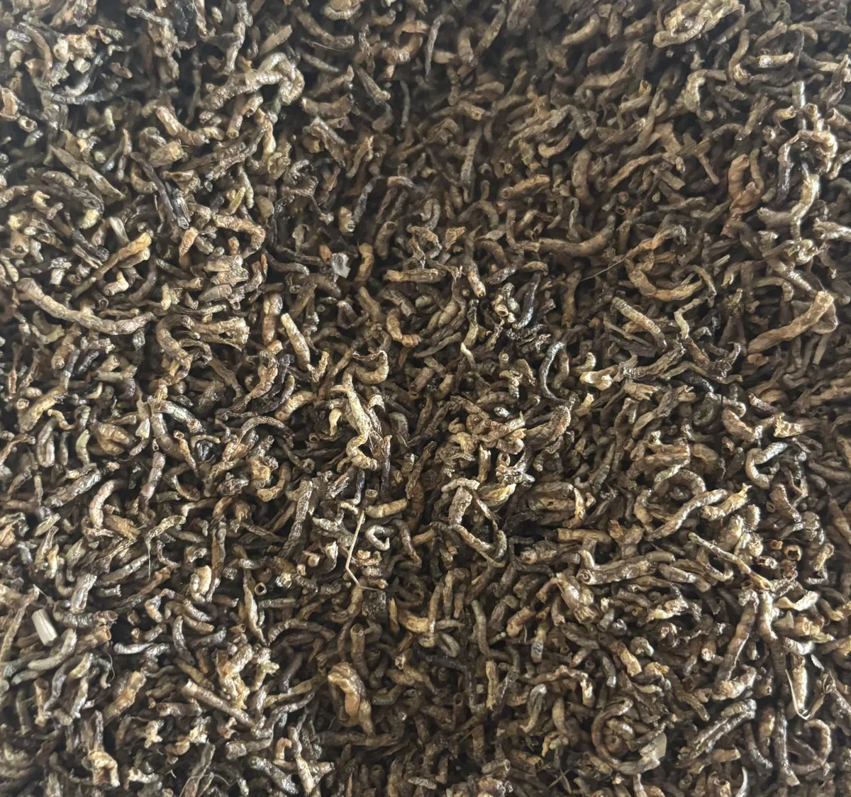 1000 Gramm Getrocknete Rote Mückenlarven, Fischfutter und Vogelfutter, Aufzuchtfutter