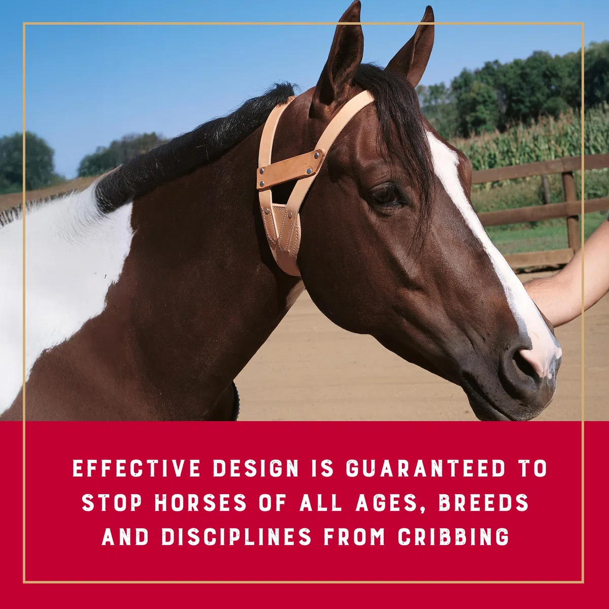 Harry's Horse 28501260-m Halfter Miracle, M
