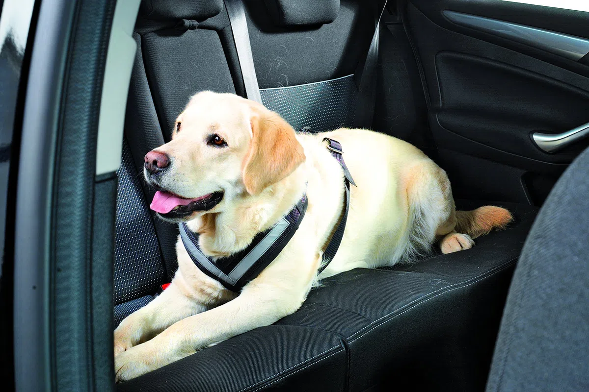 KLEINMETALL Allsafe Gürtel der Sicherheit für Hunde, Schwarz, Größe M