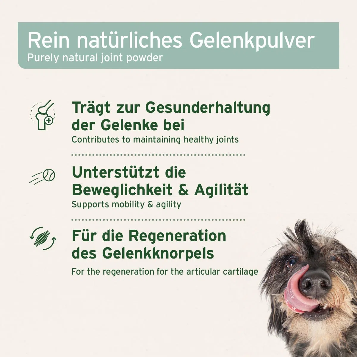 AniForte Grünlippmuschelpulver für Hunde & Katzen 100g - VERGLEICHSSIEGER 2023 Gelenkpulver in Vollfettqualität, unterstützt Gelenke & Agilität, Grünlippmuschel Pulver mit hoher Akzeptanz