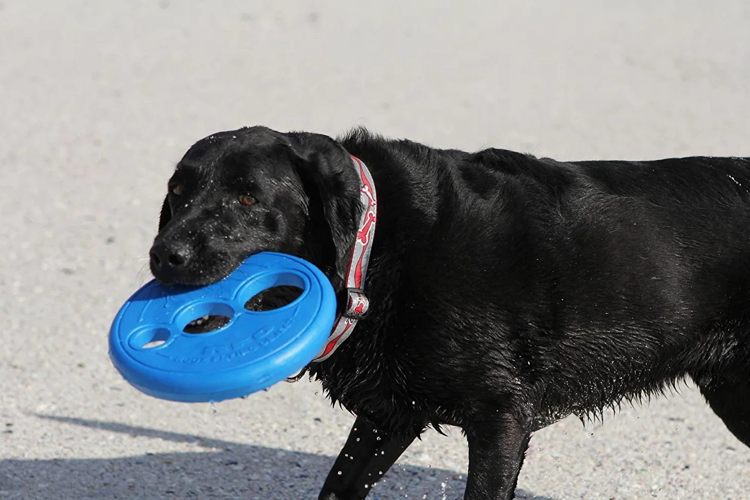 ROGZ RF01-B Flying Object Dog Throwing Disc Toy/Wurfspielzeug/Frisbee, blau