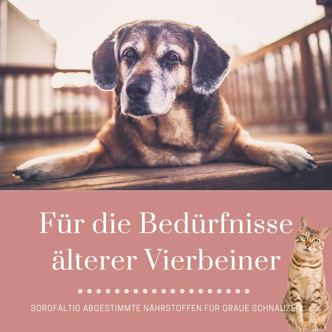 Senior+ | Hyaluronsäure, MSM, Ginkgoblätter, für Hund u. Katze ca. 400 Tabletten