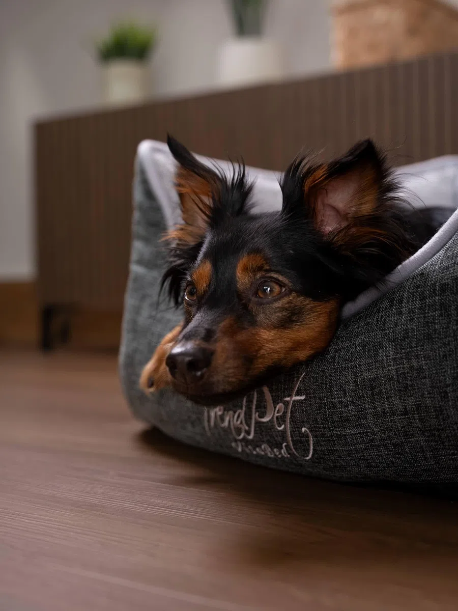 TrendPet VitaBed - Orthopädisches Hundebett mit 5cm Memofoam (60x50cm)