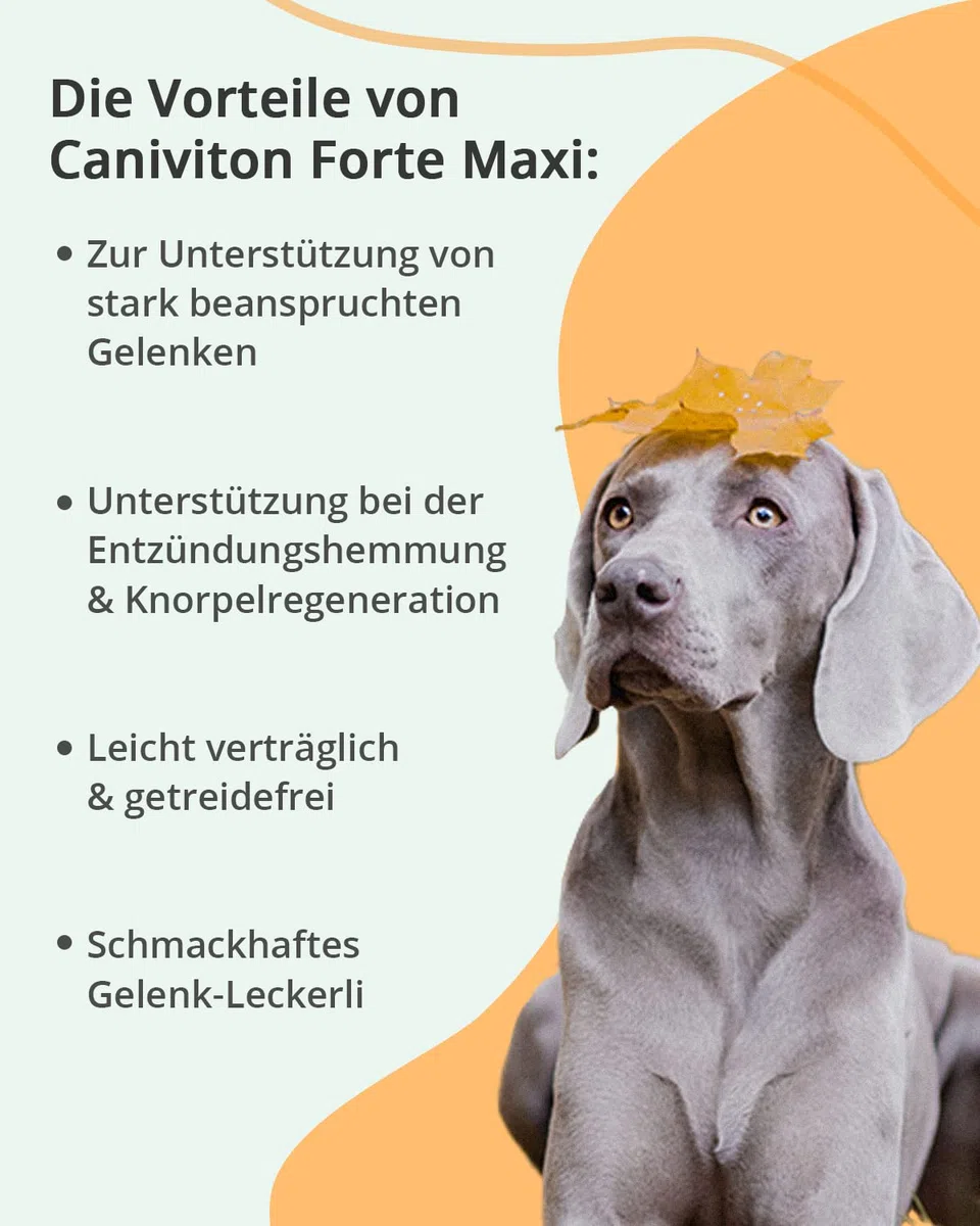 Vetoquinol Caniviton Plus Maxi | 90 Chews | Ergänzungsfuttermittel für Hunde | Kann unterstützend wirken in der Gelenkgesundheit | Enthält Glucosamin und Chondroitinsulfat