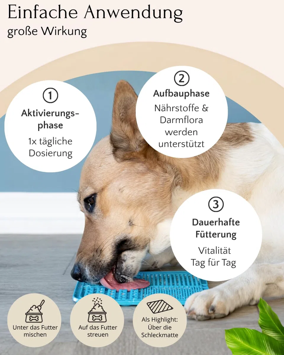 LongV+ – Zellschutz & Vitalität für Hunde – tierärztlich entwickelt – Grünlippmuschel, MSM, Vitalpilze & Antioxidantien – Getreide- & glutenfreies Pulver – 6er Set (6 x 100 g)