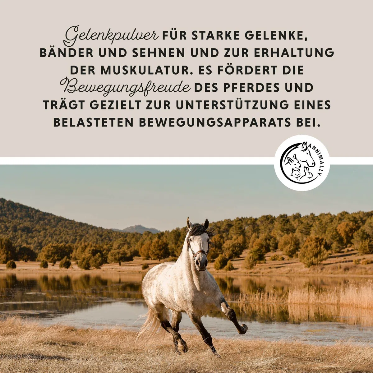 Annimally Gelenk Pulver für Pferde 850g mit Teufelskralle, MSM (Schwefel), Glucosamin, Hyaluronsäure, Chondroitin - Zusatzfutter für die Stärkung der Gelenke beim Pferd - Alternative zu Liquid
