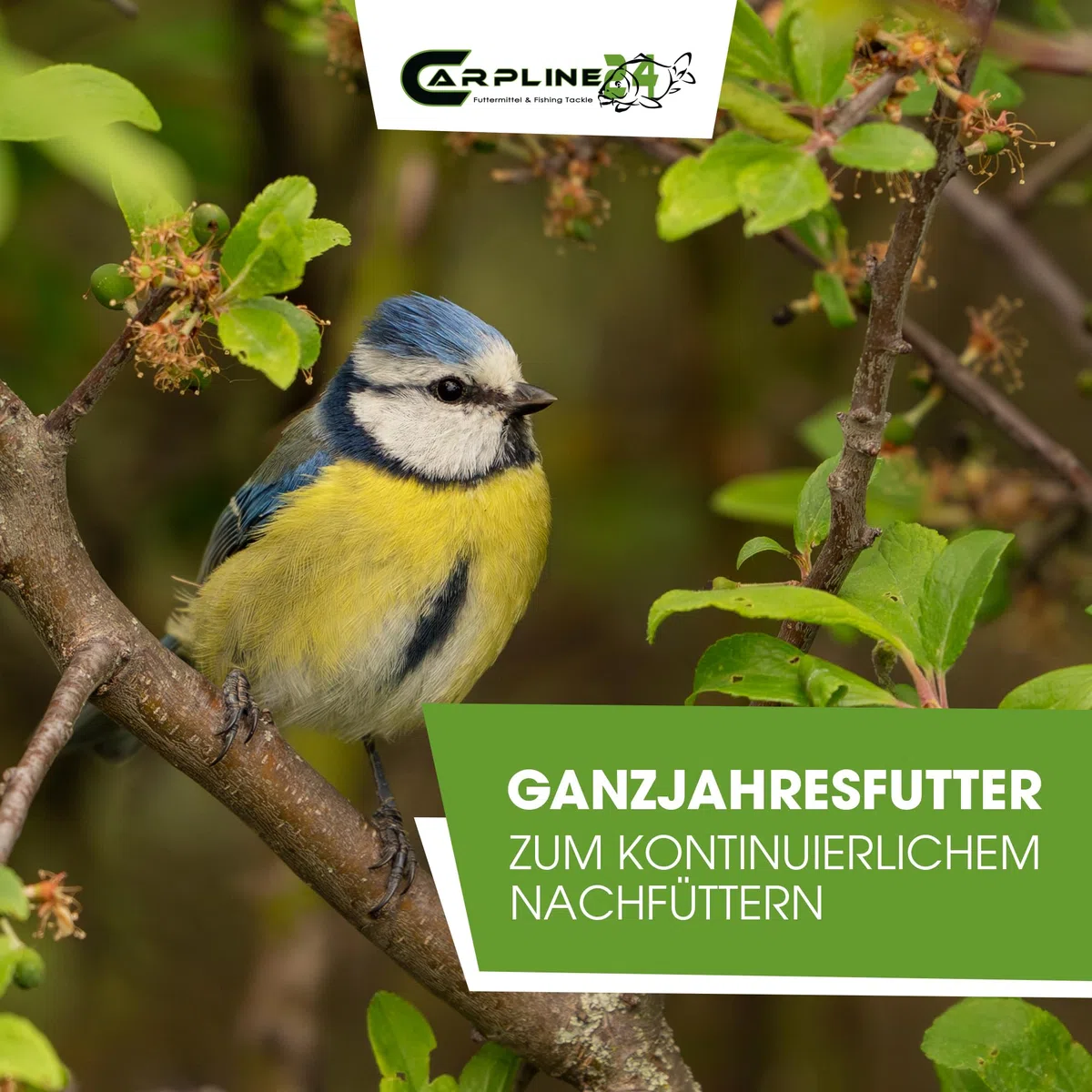 Kolbenhirse gelb 15 Kg - Ganzjähriges Vogelfutter - Für Ziervögel & Wildvögel